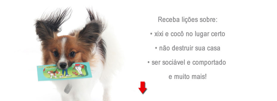 Xixi no lugar certo Adestramento de Cães